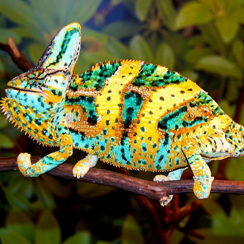 Veiled Chameleon | NatureRules1 Wiki | Fandom