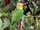 Black-headed Parrot
