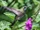 Emerald-chinned Hummingbird