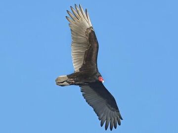 Turkey Vulture - Animal Ark