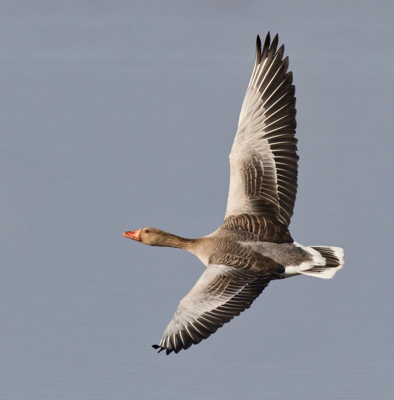 Canada goose facts wiki deals