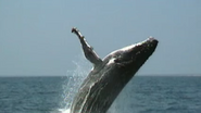 Animal X (1997-2002)