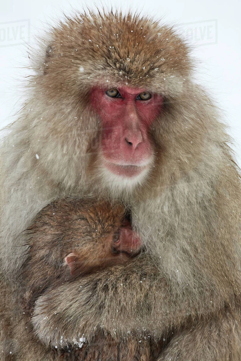 Japanese Macaque | NatureRules1 Wiki | Fandom