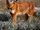 Ethiopian Wolf