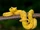 Eyelash Viper
