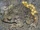 Common Midwife Toad