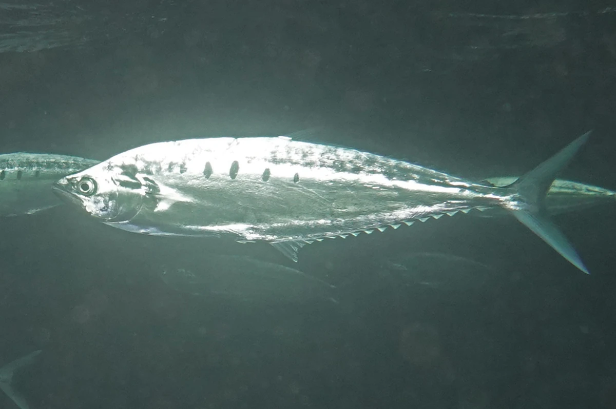 Needlescaled Queenfish NatureRules1 Wiki Fandom