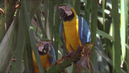 Parrots' Paradise (2007)