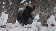 Russia's Wild Tigers (2022)