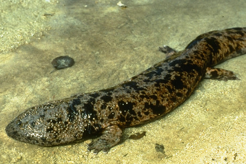 giant salamander planet earth