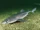 Pacific Spiny Dogfish