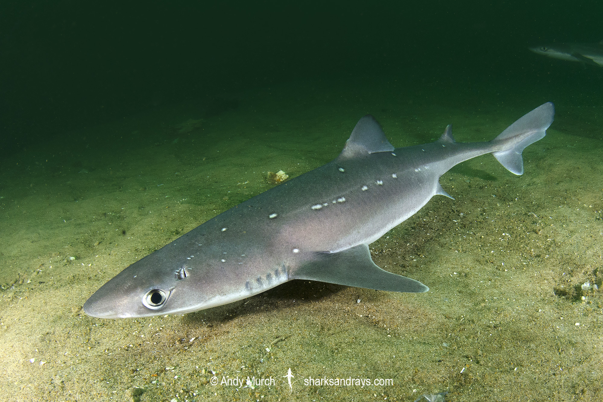 atlantic spiny dogfish