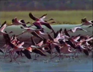 The Waterhole (1980)