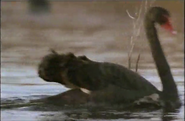Tough Ducks (1998)