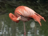 Wild America (1982-1994)