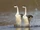 Western Grebe