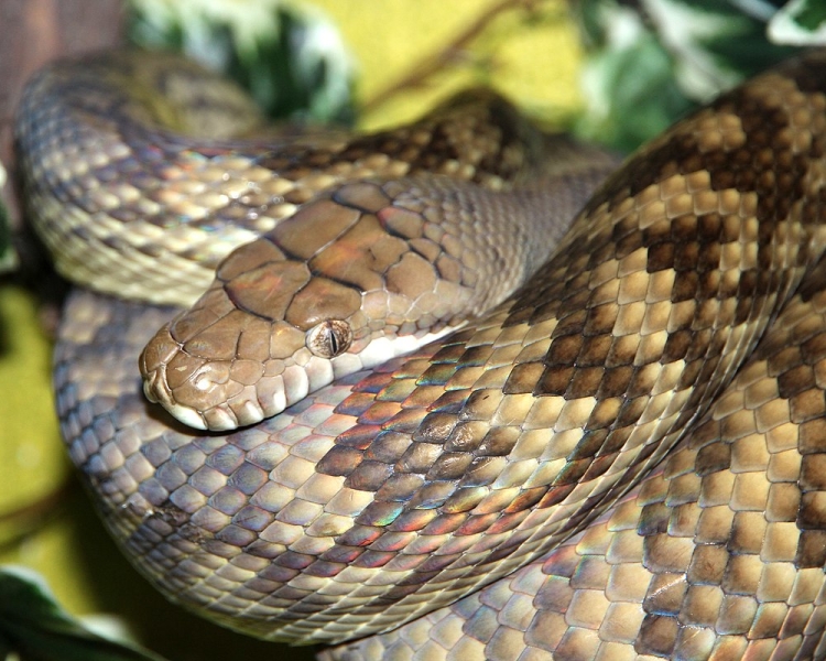 Amethystine Python | NatureRules1 Wiki | Fandom