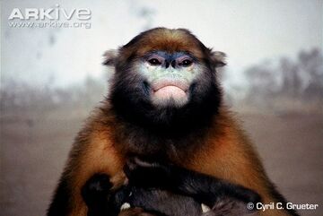 Grey Snub-nosed Monkey | NatureRules1 Wiki | Fandom