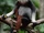 Red-shanked Douc