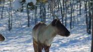 Borealis (2020)