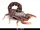 Transvaalicus Thick-tailed Scorpion