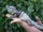 Guatemalan Spiny-tailed Iguana
