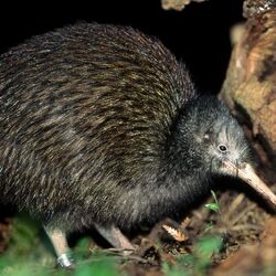 Category:New Zealand Animals | NatureRules1 Wiki | Fandom