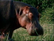 The Cousteau Odyssey (1979)