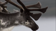 Untamed Americas (2012)