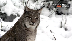 Eurasian Lynx, NatureRules1 Wiki