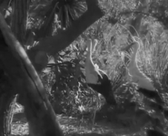 Zoo in Budapest (1933)