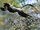 Mantled Guereza