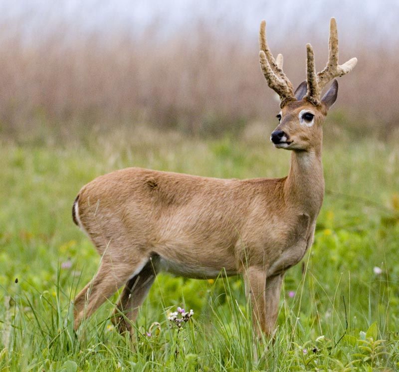Pampas deer cheap