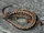 Northern Alligator Lizard