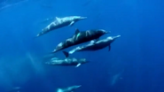 Dolphins: Spy in the Pod (2014)