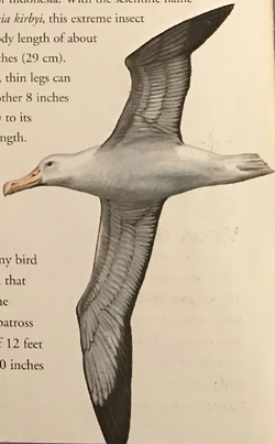 wandering albatross drawing