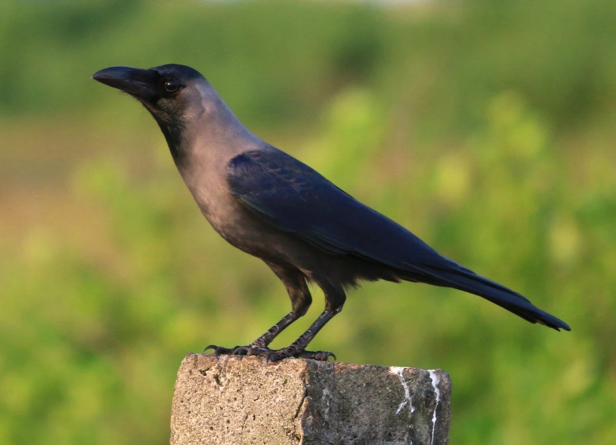 House Crow NatureRules1 Wiki Fandom