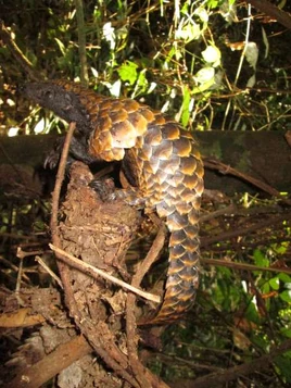 Manis tetradactyla (29645765386)