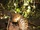 Long-tailed Pangolin