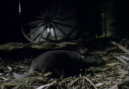 The Serpent's Embrace (1990)