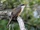 Mangrove Cuckoo