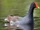 Common Moorhen