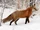 American Red Fox