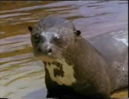 Giant Otter (1990)