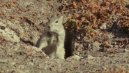 Wild Africa (2001)