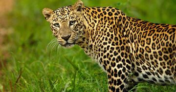 Indian leopard - Wikipedia