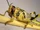 Desert Locust