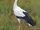 White Stork