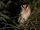 Buff-fronted Owl