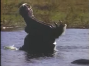 Amazing Animals (1996-1999)
